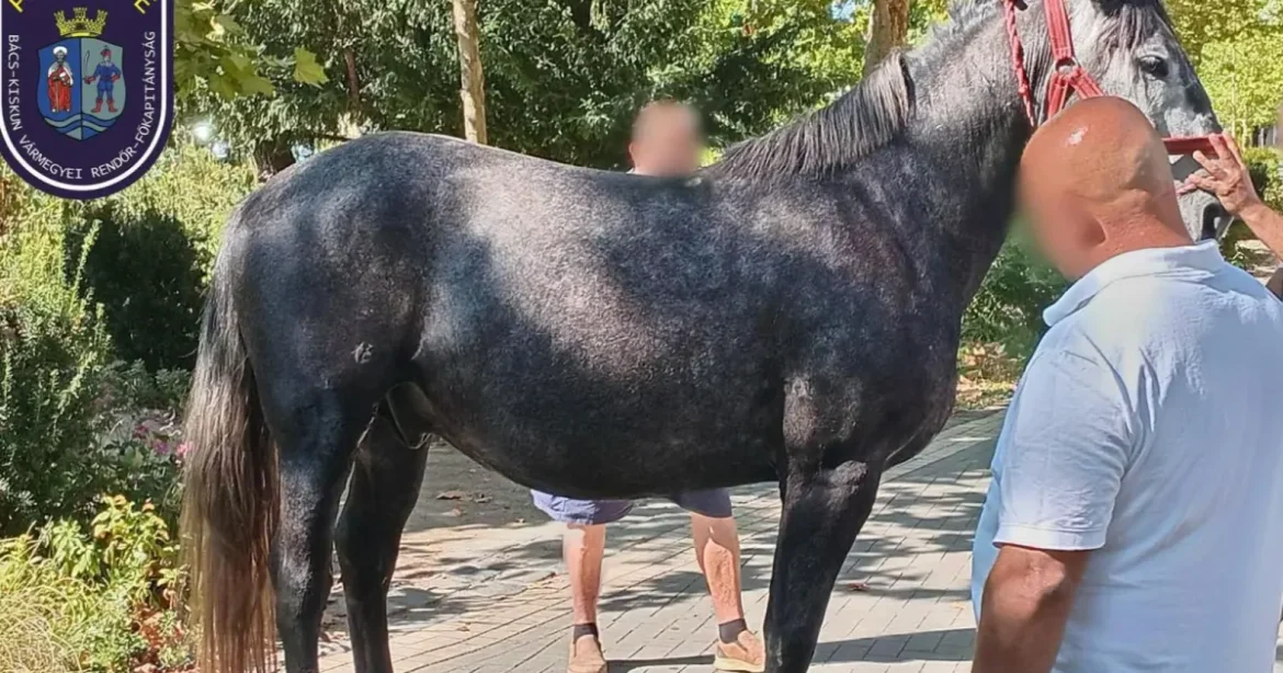 Elszabadult lovak gyalogosokat sodortak el Kiskunfélegyházán, ketten súlyosan sérültek