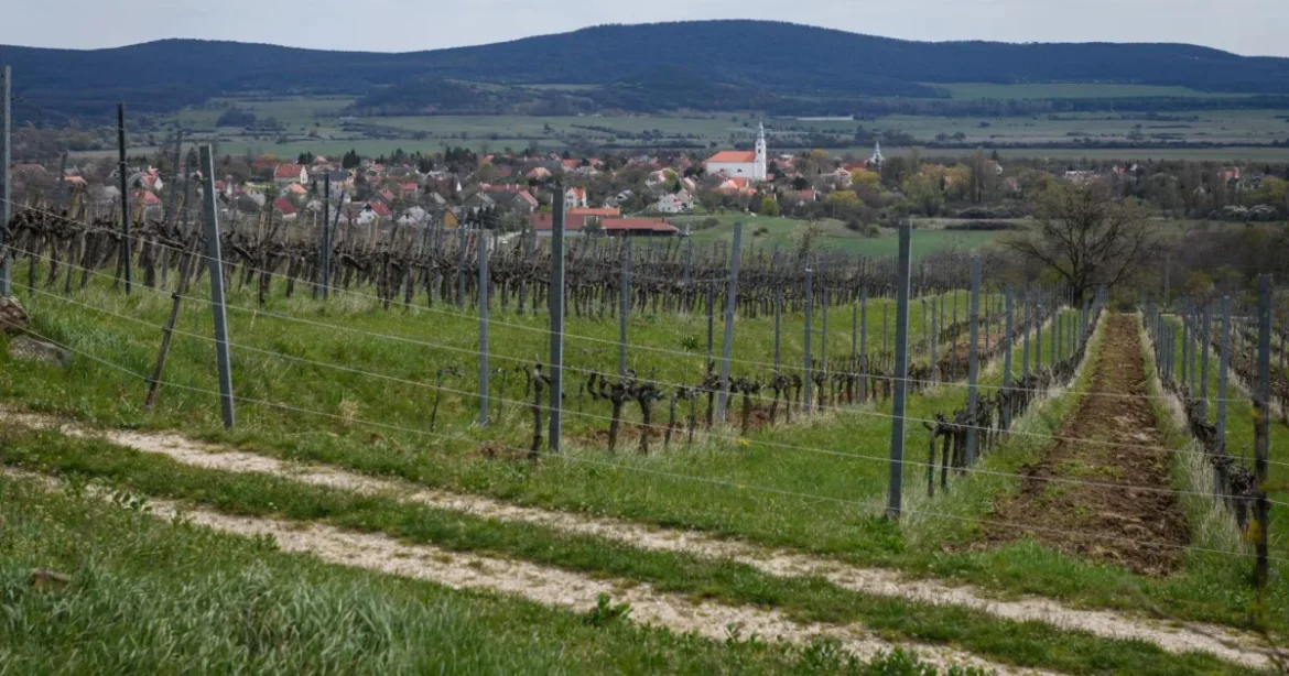 Kétfrontos harcot vívnak a magyar szőlészek és borászok