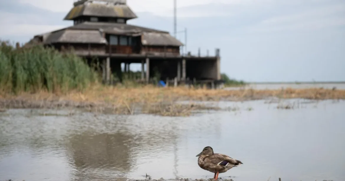 Vitézy: 2027 nyarán használható lesz a Fertő tó strandja, a természeti érték megmarad